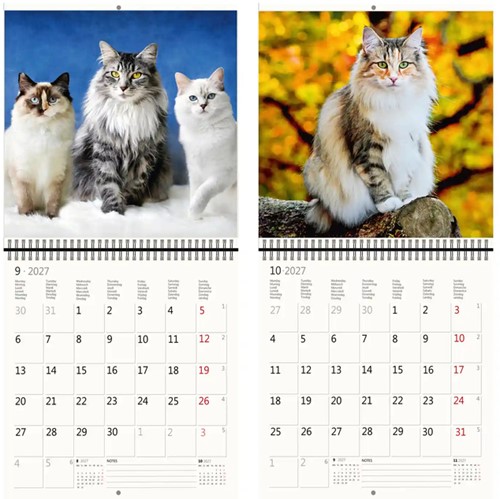 Kalender 2027 Helma 365 30x30cm katten-1