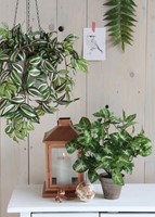 Kunstplant Mica Syngonium groen in pot 1 Stuk-2