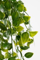 Kunstplant Mica Ficus hangend in pot groen 1 Stuk-3