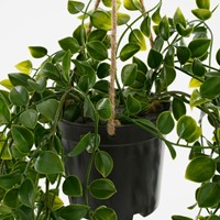 Kunstplant Mica Ficus hangend in pot groen 1 Stuk-1