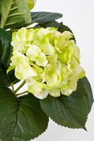 Kunstplant Mica Hortensia in pot groen 1 Stuk-2