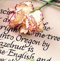 Fineliner Staedtler pigment 308 0.3mm 6 st ass 6 Stuk-3