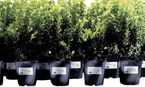 Etiket Avery L4774-20 99.1x139mm wit 80stuks 20 Vel-2