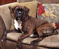 Geurverdelger HG Alle nare geurtjes weg 500ml 1 Fles-1