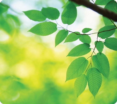 Muismat Fellowes natuur bladeren 228x203mm 1 Stuk