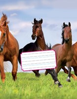 Schrift Kangaro 165x210mm schoonschrijven 72pag 1 Stuk-3